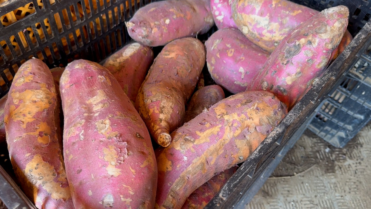 【かんたん便利】素材そのまま！熟成貯蔵さつまいもペースト（10kg）【冷凍】