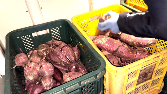 【熟成貯蔵】さつまいも（20kg）