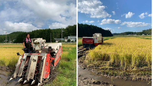【白米】自然栽培のお米(約27kg) 〜白米〜農薬・化学飼料不使用