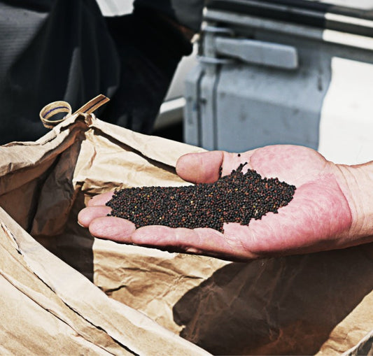 【業務用16.5㎏缶】一番搾り菜種油（1缶）